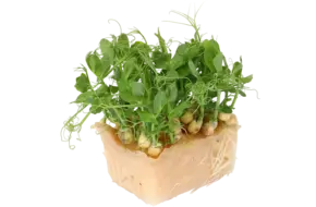 Affilla cress single